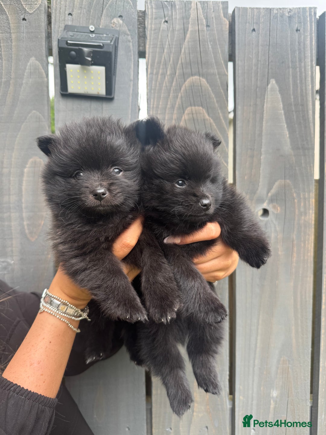 Pomeranian dogs for sale: Ready for new homes 🏠 3 Pomeranian Puppies 🩵🩷 - Image 8