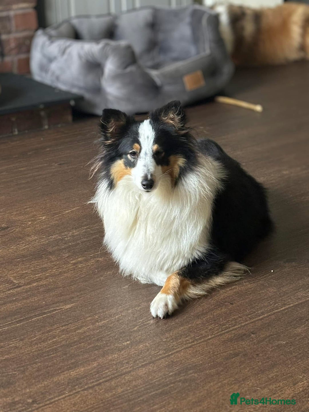 Shetland Sheepdog dogs for sale: Beautiful sable Shetland sheepdog puppies  - Image 6