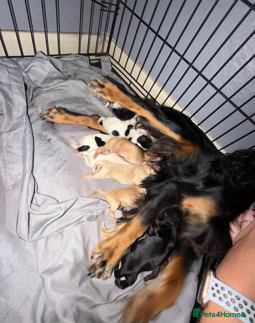 Cocker Spaniel dogs for sale: Cocker spaniel puppy’s 🐶  - Advert 11