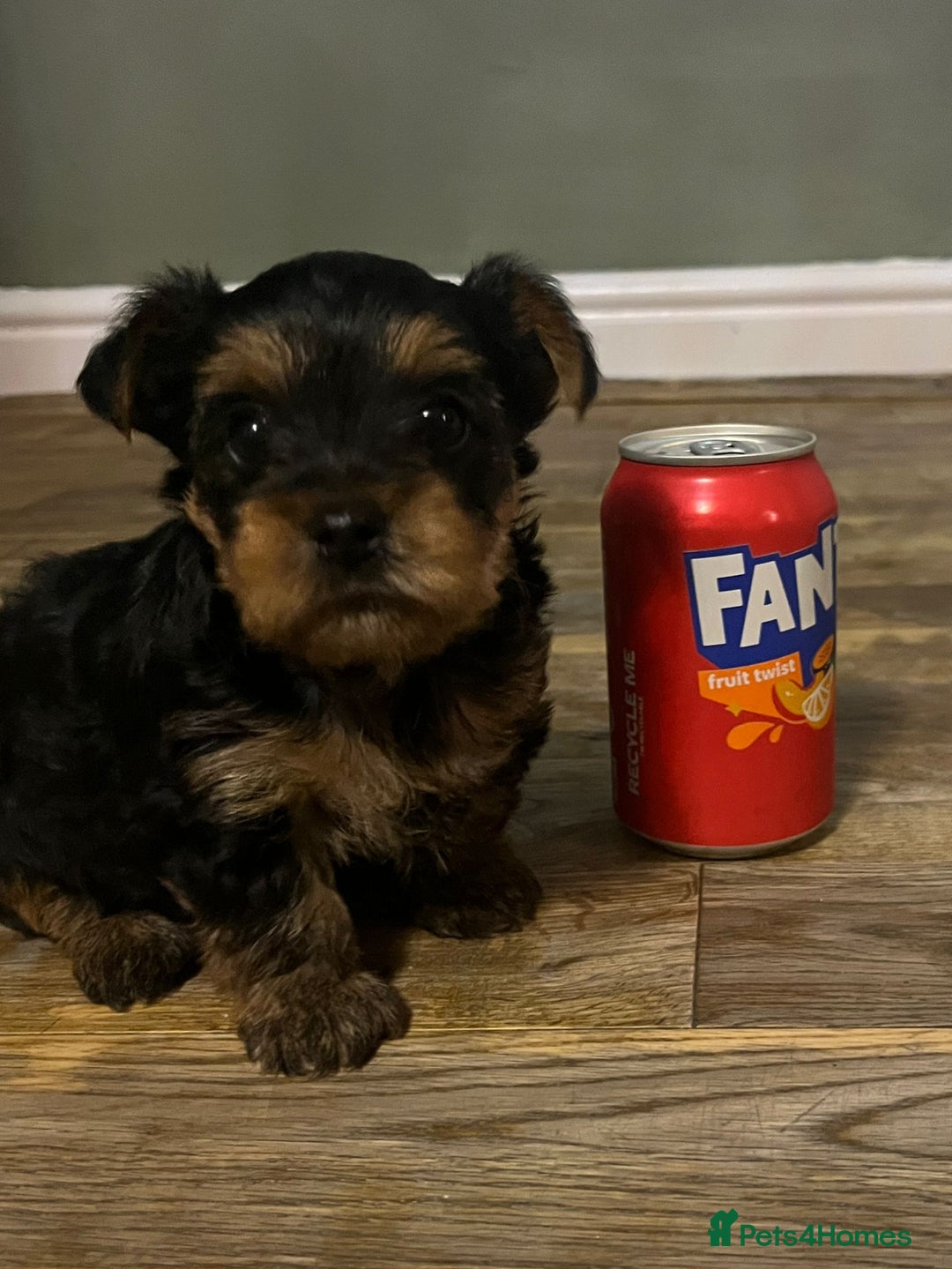 Yorkshire Terrier dogs for sale: Lovely Little Yorkshire Terrier Puppies  - Advert 7