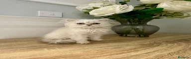 Persian 2