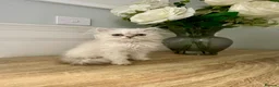 Persian cats for sale: Doll Faced Persian kittens  - Advert 2