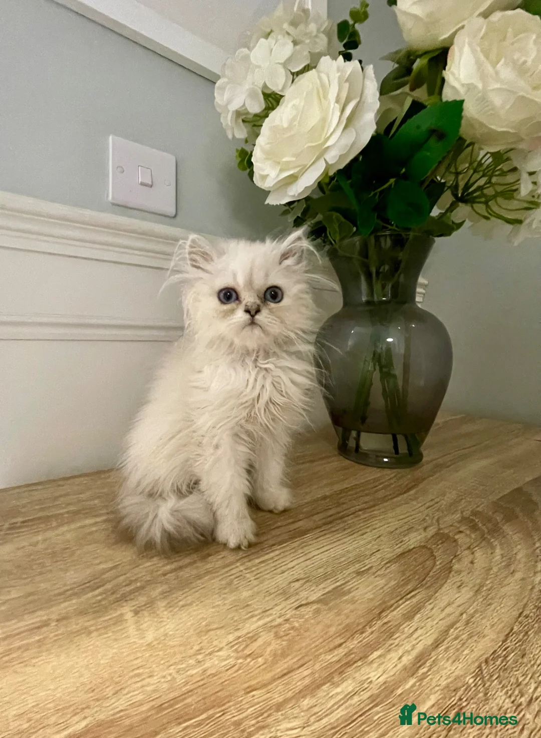 Persian cats for sale: Doll Faced Persian kittens  - Advert 2