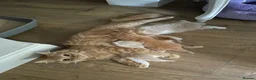 British Longhair cats for sale: British Lonhair Cross Kittens in Amersham - Advert 4