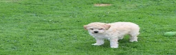 Poochon dogs for sale: Beautiful Poochon puppies for sale  - Advert 22