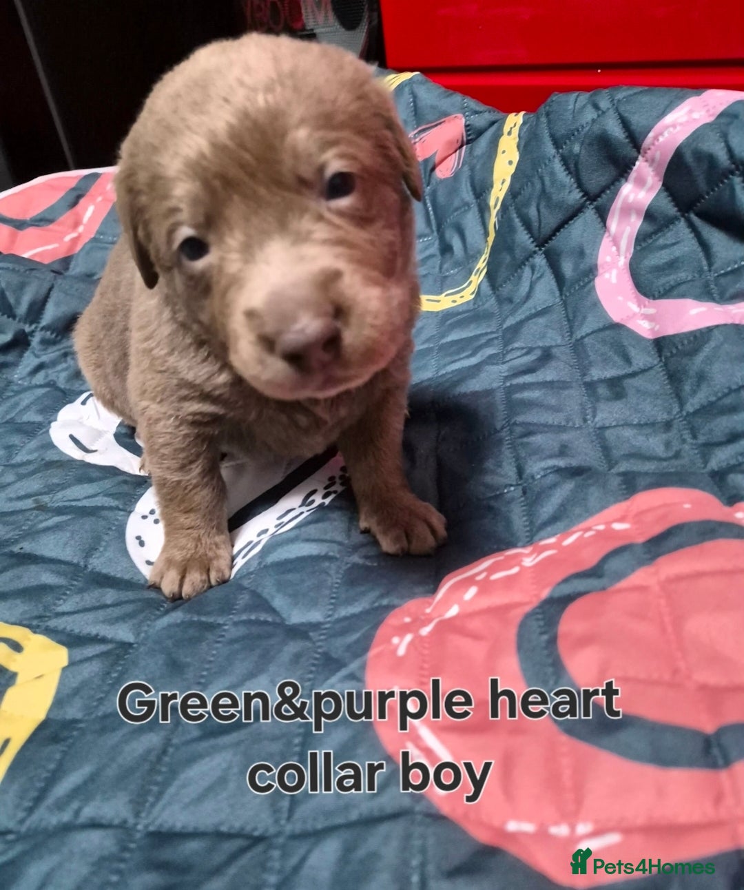 Labrador Retriever dogs for sale: 💎 Stunning Litter of 8 Silver Labradors 💎 - Advert 3