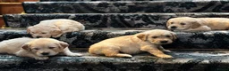 Golden Retriever dogs for sale: Available from Setember Golden Retrievers  - Advert 4