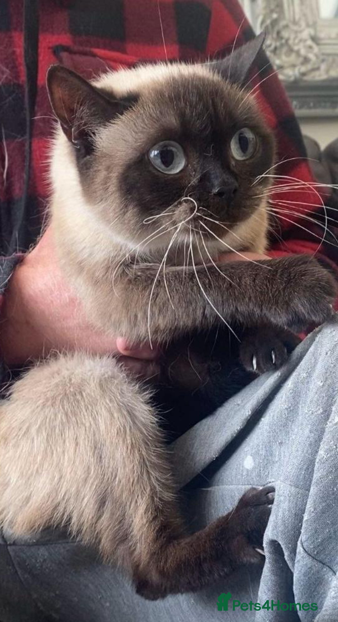 British Shorthair cats for sale: GCCF BritishShortHair 4 girlcats active registered - Image 3