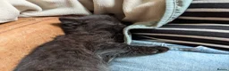 Mixed Breed cats for sale: Well-Socialised & Snuggly Kittens - Advert 14