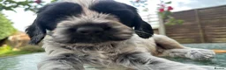 Mixed Breed dogs for sale: 6 adorable puppies  - Advert 38