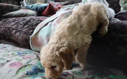 Labradoodle dogs for sale: F3 Labradoodle Puppies Licenced Breeder - Image 24