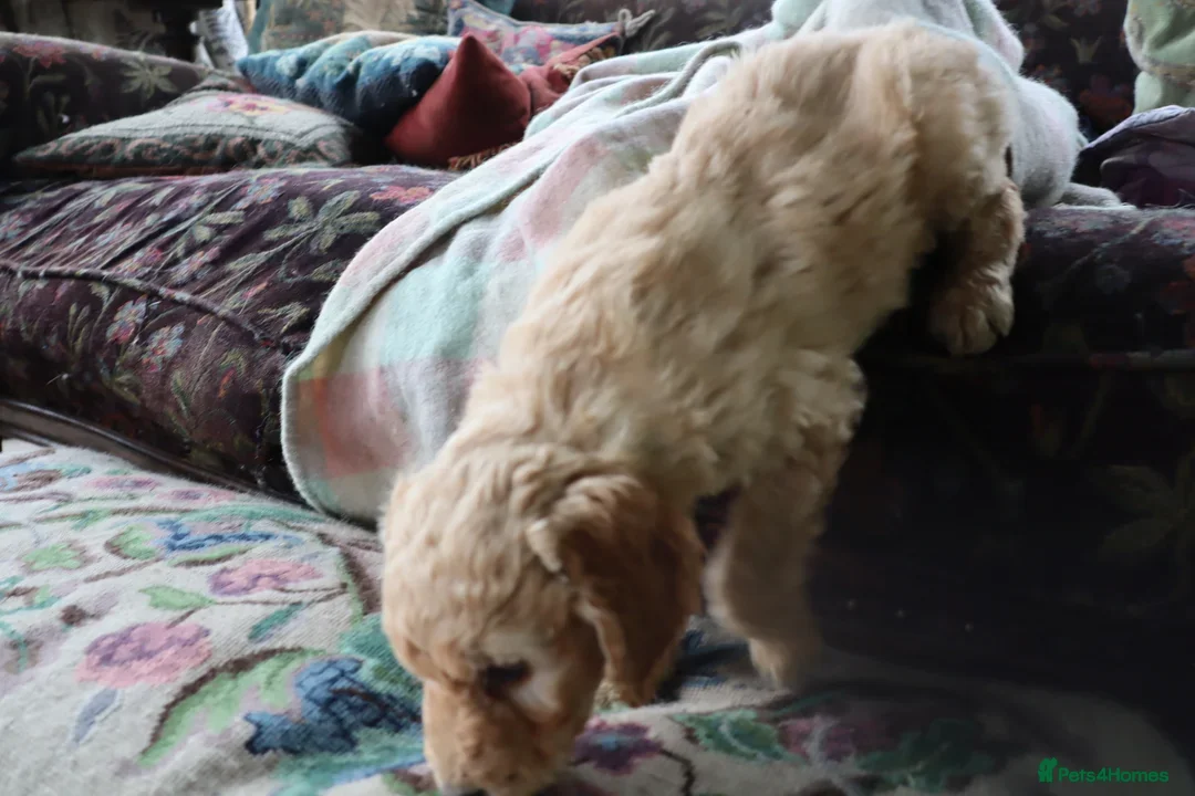 Labradoodle dogs for sale: F3 Labradoodle Puppies Licenced Breeder - Image 24
