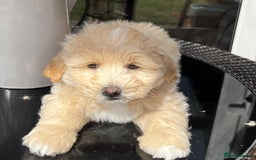 Maltipoo dogs for sale: Adorable Maltipoo  - Image 32