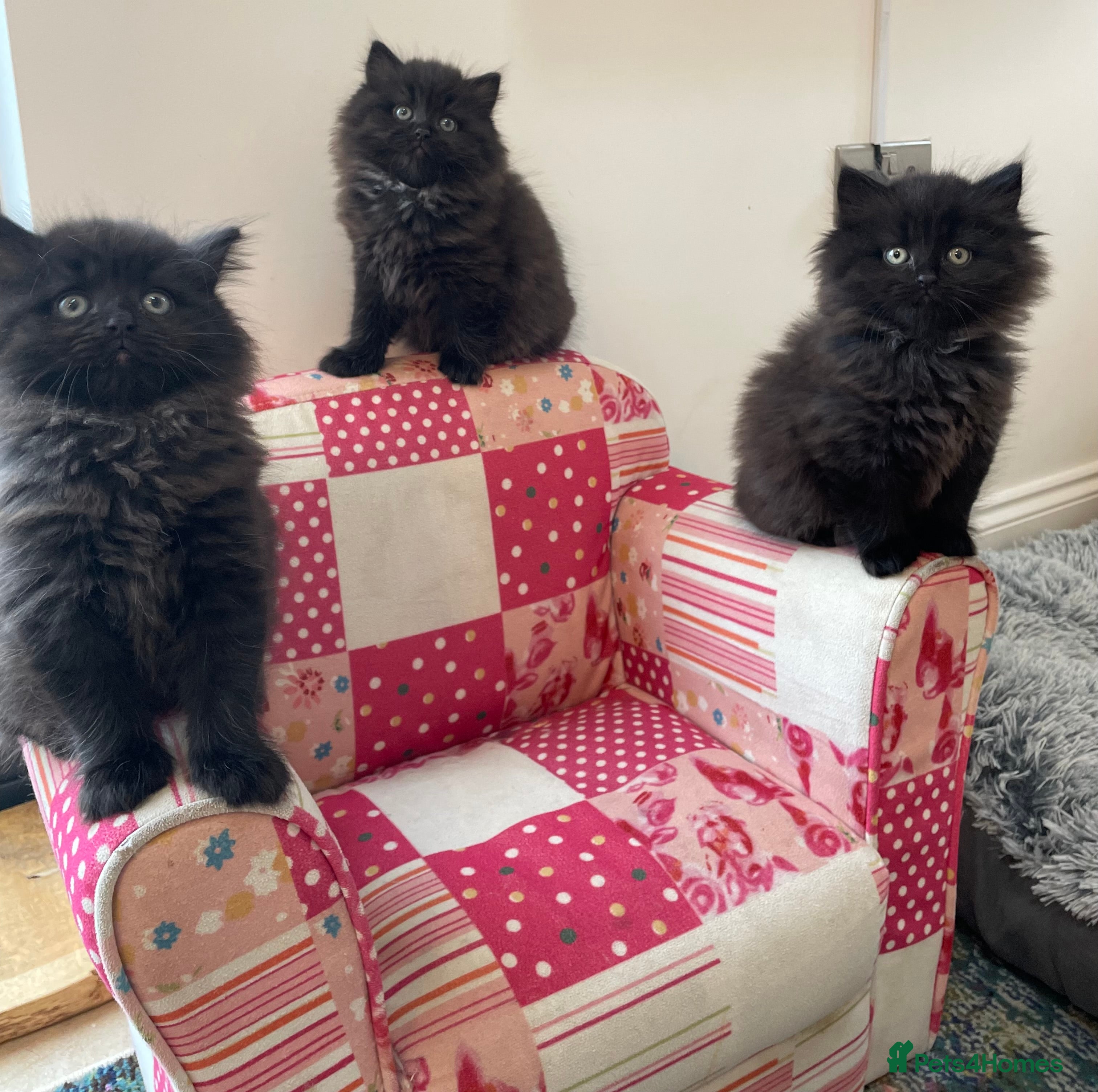 British Longhair cats Stunning litter of British long hair - Advert 1