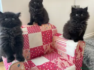 British Longhair cats Stunning litter of British long hair - Advert 1