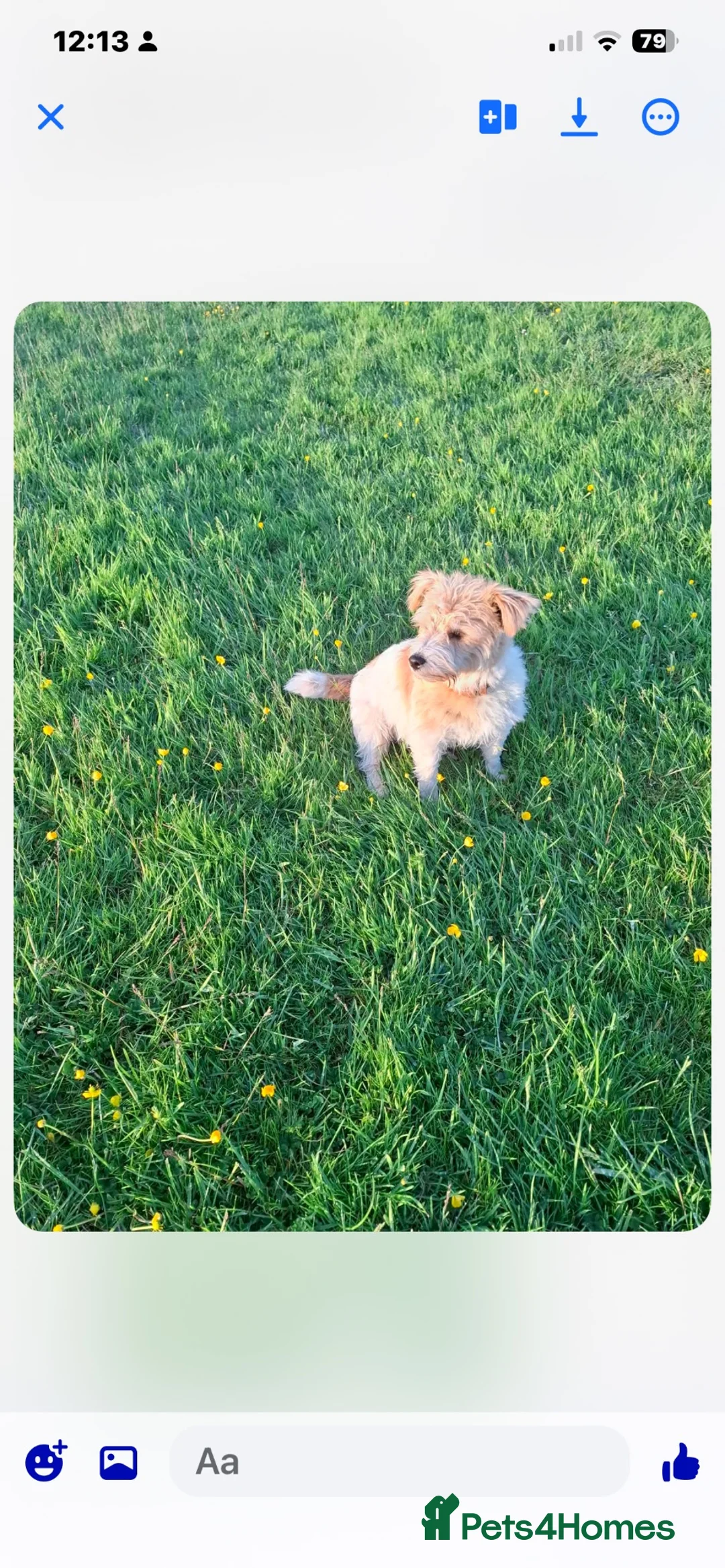 Jack Russell dogs for sale: Jack Russell rough coated for sale  - Advert 12