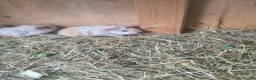 Guinea Pig rodents for sale: Male Guinea pigs - Advert 4