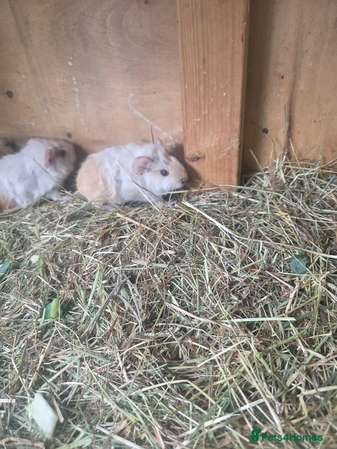 Guinea Pig rodents for sale: Male Guinea pigs - Advert 14