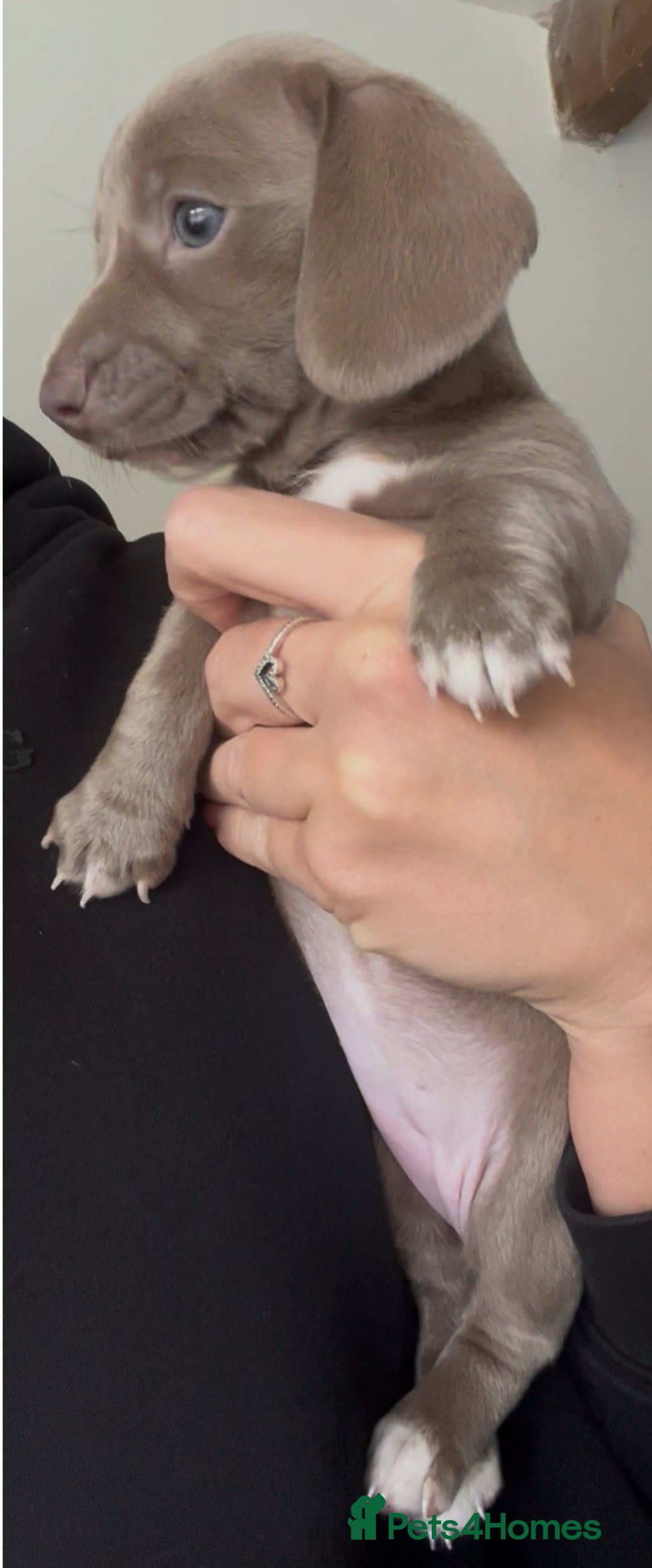 Miniature Dachshund dogs for sale: ✨ THE LAST BEAUTIFULLY BRED KC REG GIRL  - Image 7