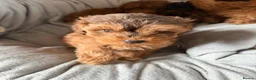 Cockapoo dogs for sale: F1B Cockapoo Puppies - Advert 10