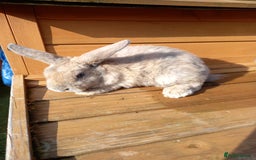 Mini Lop rabbits for sale: Mini plush lops - Image 15
