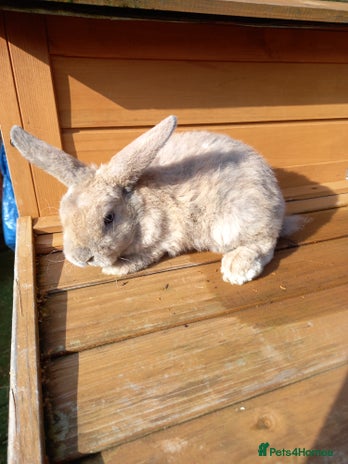 Mini Lop rabbits - Advert 16
