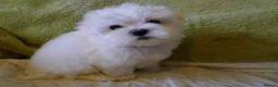 Maltese dogs for sale: KC MALTESE Puppies Males and Female in Bristol - Advert 6
