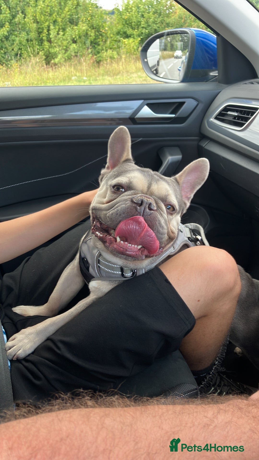 French Bulldog dogs for sale: 3 Year Old French Bulldog For Rehoming - Image 4