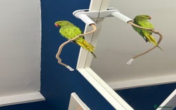 Ringnecks birds for sale: Indian Ringneck - Image 2