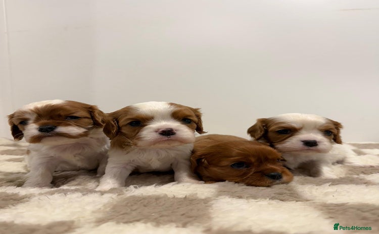 Cavalier King Charles Spaniel dogs - Advert 1