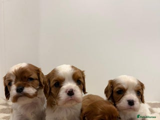 Cavalier King Charles Spaniel dogs Cavalier King Charles Spaniel - Advert 11