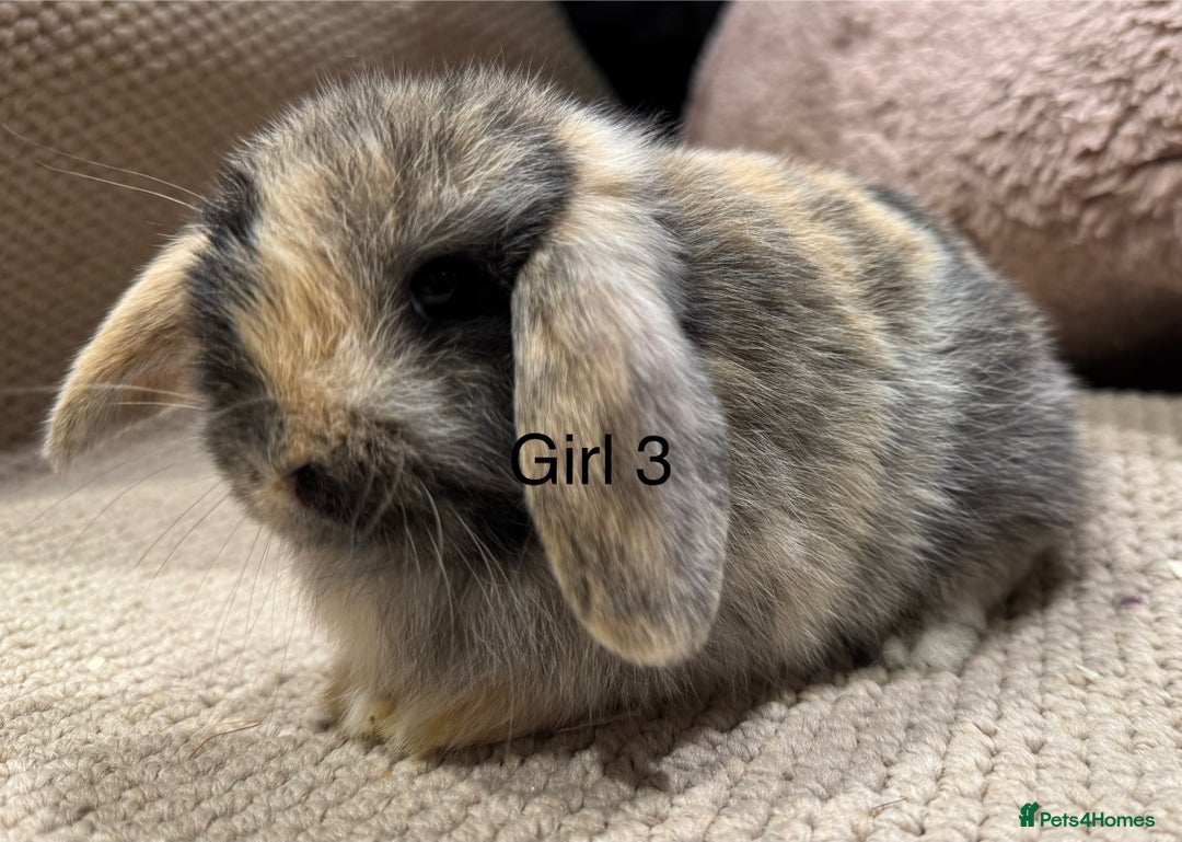 Mini Lop rabbits for sale: 🌸 Harlequin mini lops 🌸 ready to reserve  - Image 10