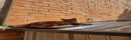Mixed Breed cats for sale: 2 Male fluffy brown kittens left  - Advert 2