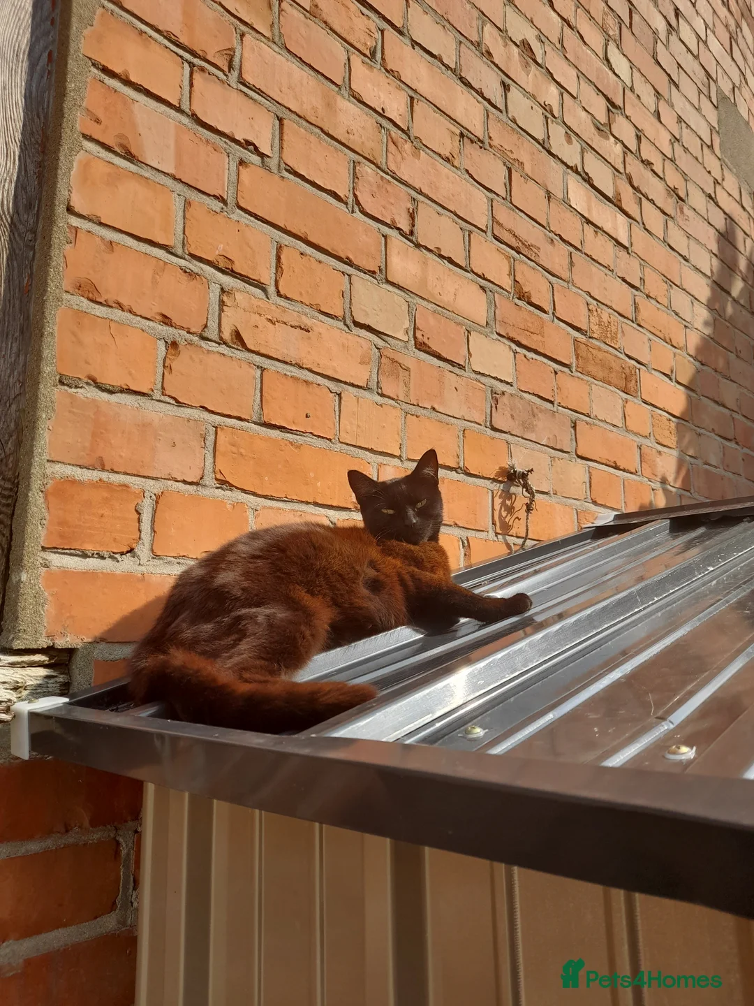 Mixed Breed cats for sale: 2 Male fluffy brown kittens left  - Advert 2