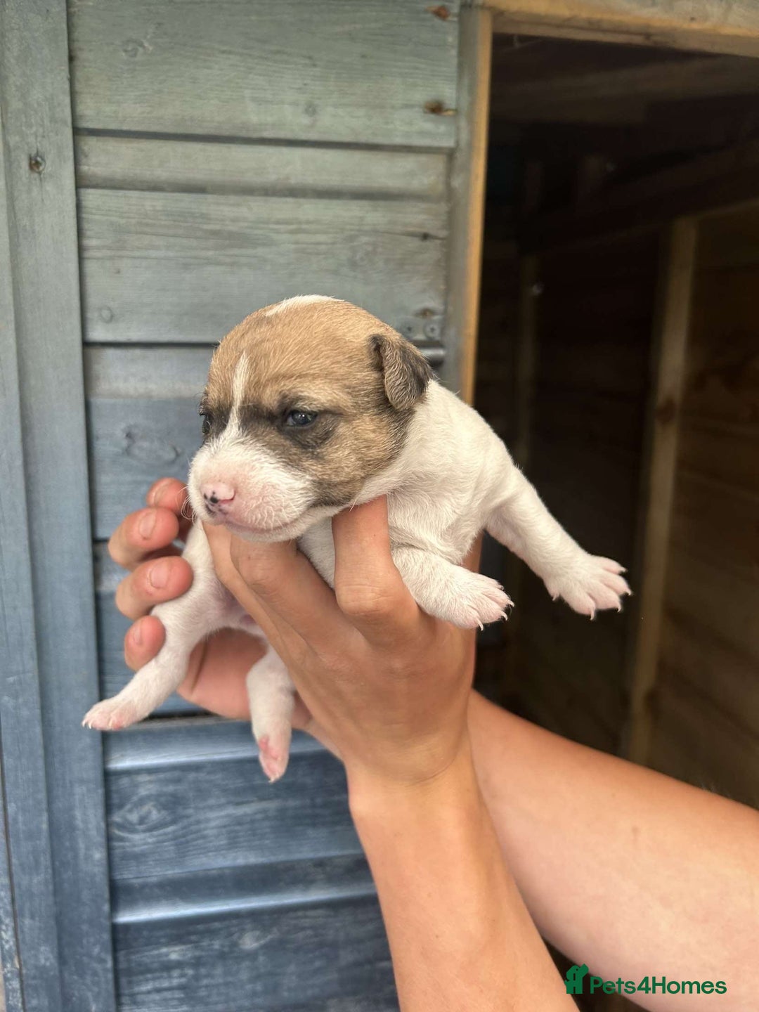 Jack Russell dogs for sale: 4 Jack Russel pups for sale  - Image 4