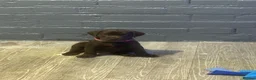 Labrador Retriever dogs for sale: Cutest puppies ever.  - Advert 7