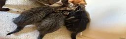Mixed Breed cats for sale: 4 gorgeous striped black / grey tabby kittens - Advert 15
