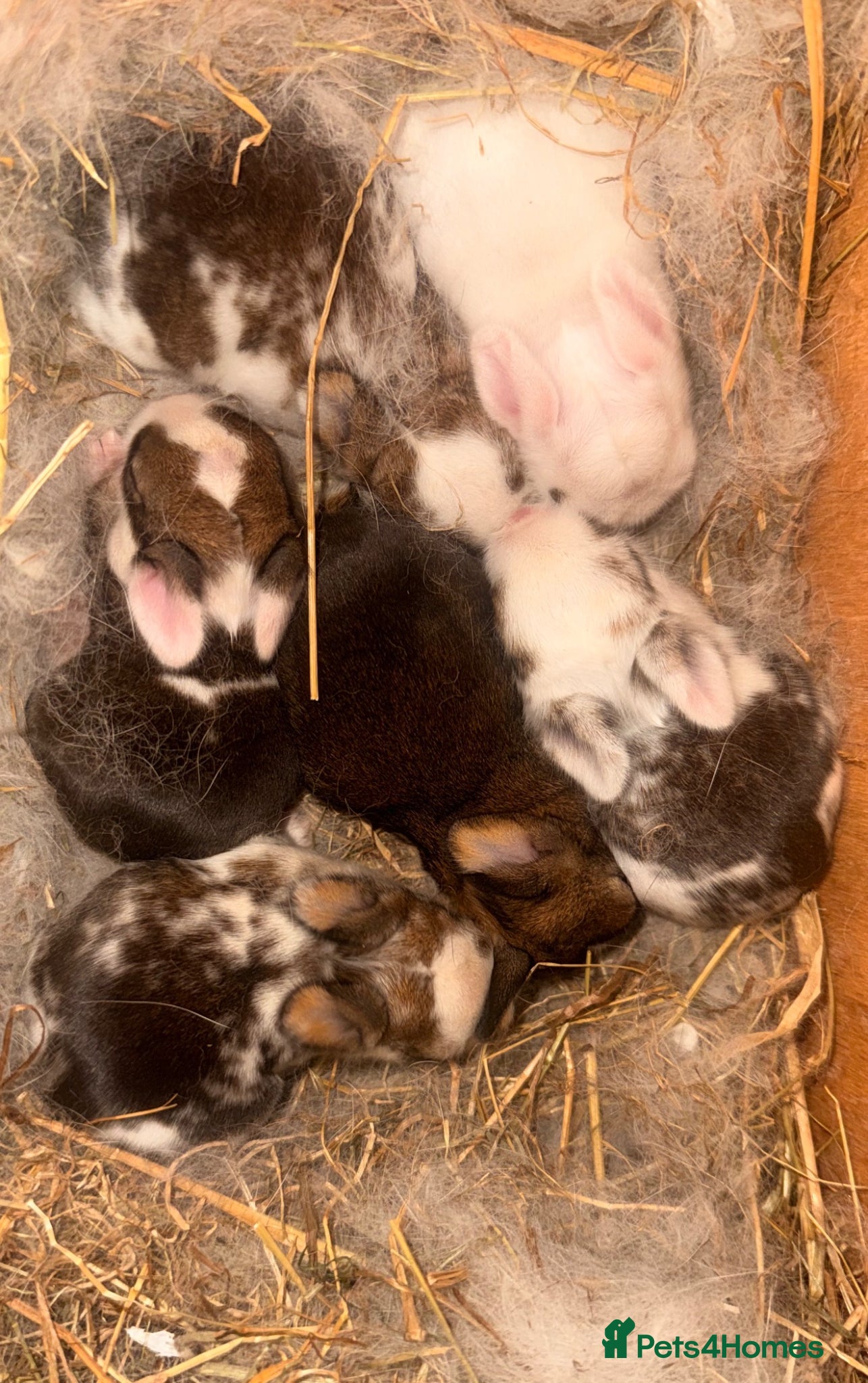 Mixed Breed rabbits Baby bunnies for sale - Advert 3