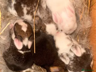 Mixed Breed rabbits Baby bunnies for sale - Advert 2