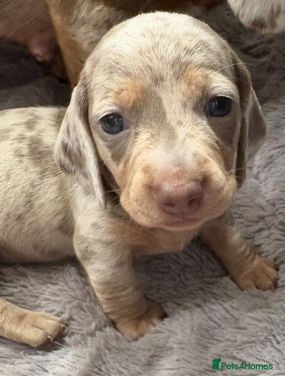 Miniature Dachshund dogs for sale: Beautiful teeny tiny Isabella mini dachshunds  - Image 1