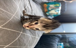 Mixed Breed cats for sale: 5 kittens  - Image 10