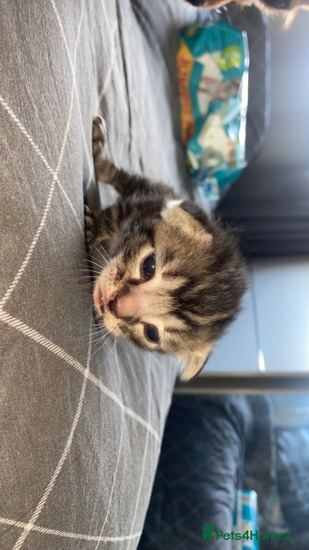 Mixed Breed cats for sale: 5 kittens  - Image 10