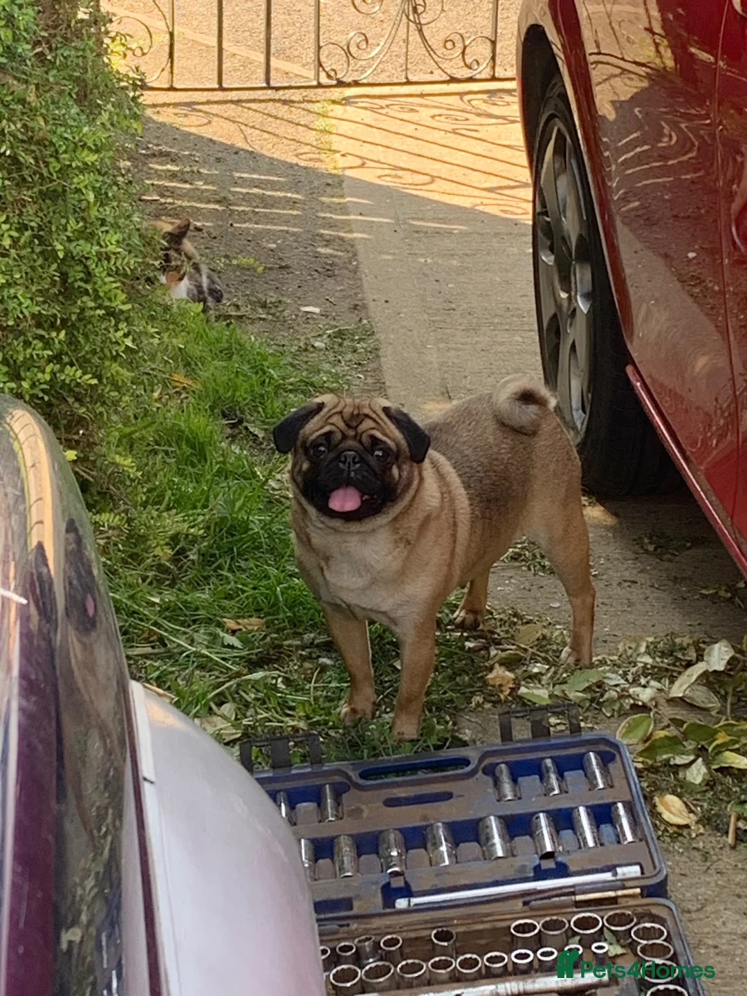 Pug dogs for sale: Fawn with black muzzle pug in Grantham - Advert 11