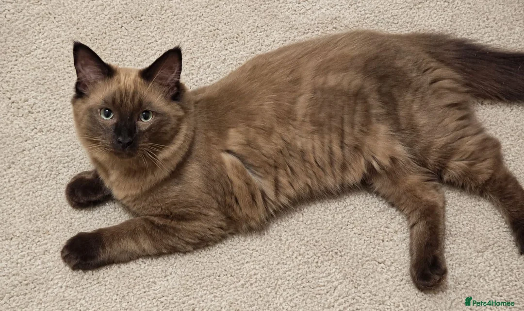 Ragdoll cats for sale: Purebred Cherubim (Mink) & Traditional Ragdolls - Advert 2