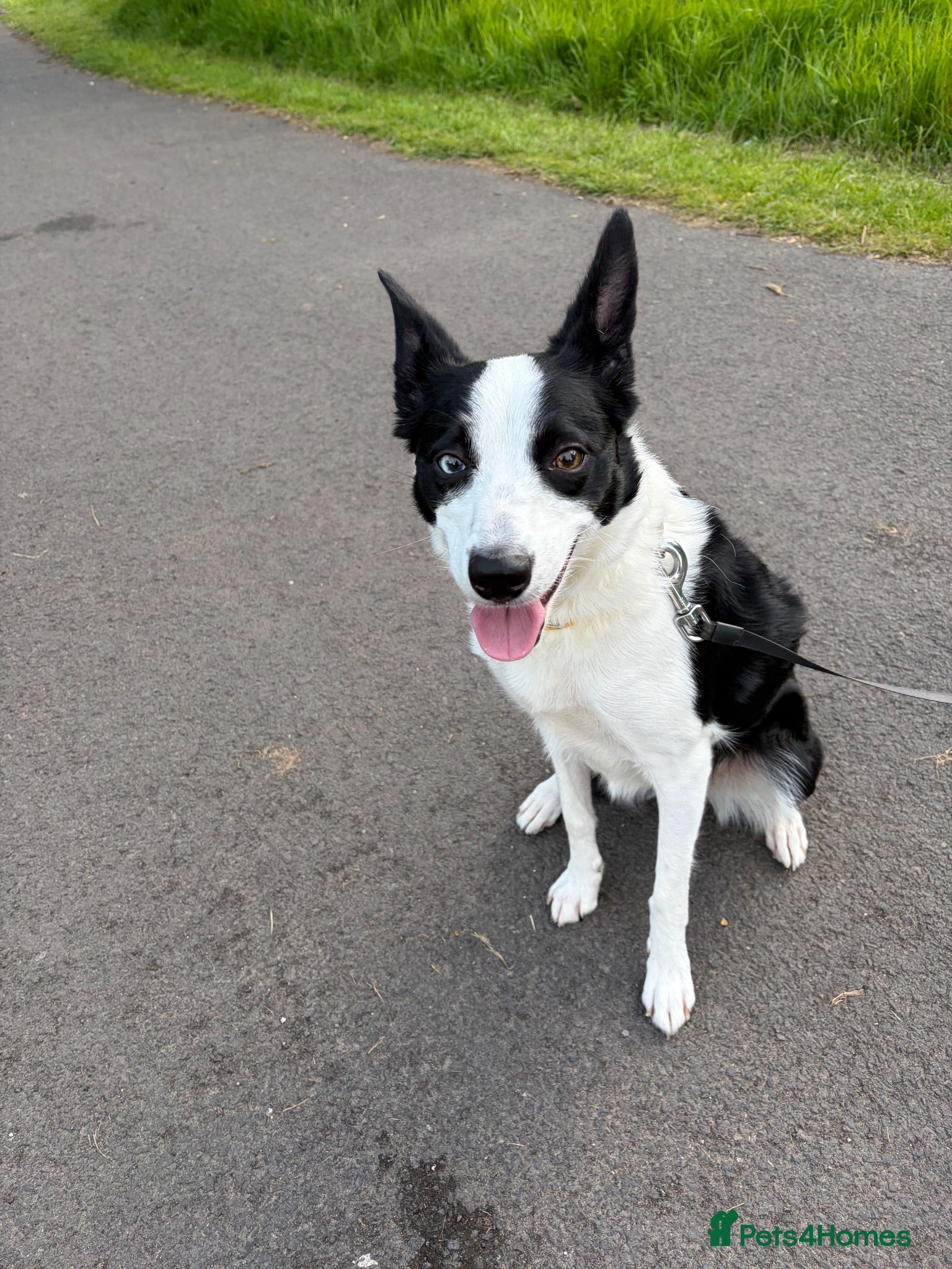 Border Collie dogs Bluey (Border Collie) - Advert 1