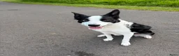 Border Collie dogs for sale: Bluey (Border Collie) in Blackpool - Advert 1