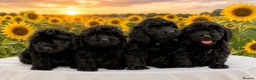 Cockapoo dogs for sale: 4 beautiful cockapoo boys  - Advert 1
