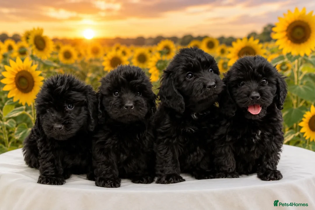Cockapoo dogs for sale: 4 beautiful cockapoo boys  - Advert 1