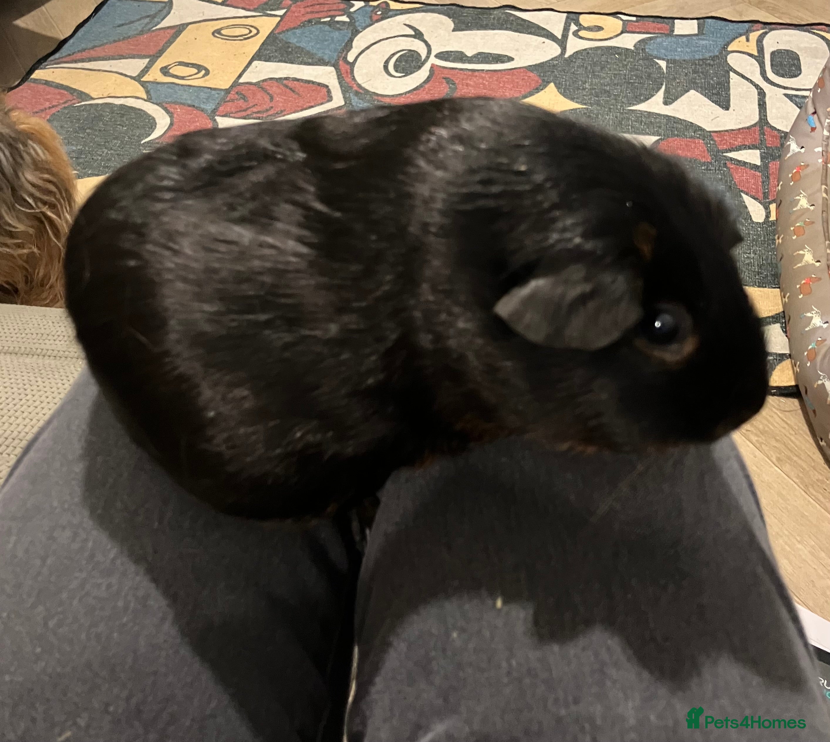 Guinea Pig rodents Purebred Black Tan guinea pigs - Advert 4