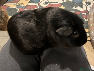 Guinea Pig rodents Purebred Black Tan guinea pigs - Advert 4